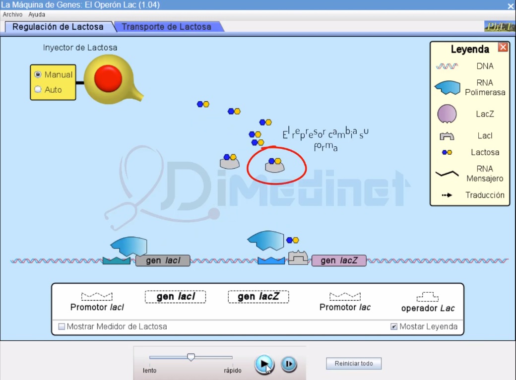 ? Clase 9: ANIMACIÓN y EXPLICACIÓN del OPERÓN LAC en BACTERIAS?? ▷  BIOLOGÍA MOLECULAR - DIMEDINET